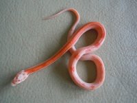 Post-shed Sparky.jpg