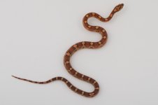 11-2-7 0-1 Motley.jpg