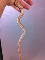 snakies100 034.jpg