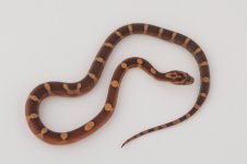 11-2-8 0-1 Motley.jpg