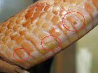 Charlie Injury 1.jpg