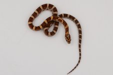 11-2-10 0-1 Classic.jpg