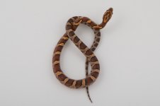 11-2-13 0-1 Classic.jpg