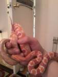 snake.jpg