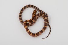 11-2-15 1-0 Classic.jpg