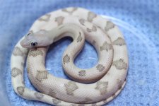 IMG_6957 Blonde Trans-Pecos (4) .JPG