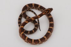 11-2-12 Classic female.jpg