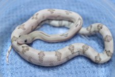IMG_6957 Blonde Trans-Pecos (3) .JPG
