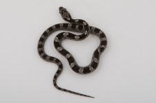 11-3-1 0-1 Granite.jpg