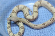IMG_6957 Blonde Trans-Pecos .JPG