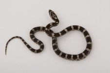 11-3-7 0-1 Anery.jpg