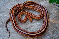 Gartersnake August 2012-6.jpg