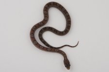 11-4-3 0-1 Pewter.jpg