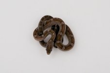 11-4-4 Pewter Male.jpg