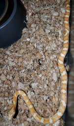 DSC_bm0004.JPG