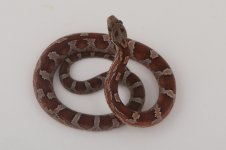 11-4-12 Blood female.jpg