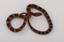 11-4-13 Blood male.jpg