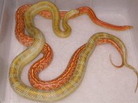 Amber Blood h Lavender X Hypo Tessera h Caramel Blood ph Anery (EC167).jpg