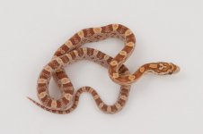 11-5-4 0-1 Ultramel.jpg