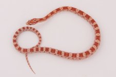 11-5-7 1-0 Ultramel.jpg