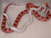 Lava Cinder X Lava ph Cinder (ET165).jpg