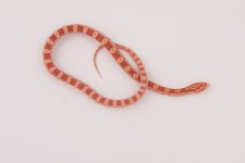 11-5-11 0-1 Amel.jpg