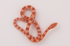 11-5-13 0-1 Amel.jpg