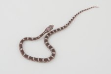 11-6-1 1-0 DIffused anery lavender.jpg