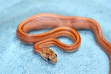 IMG_6023 Friendly Blood Stripe (4) .JPG