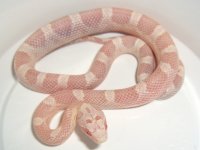 Baby C August 2011 Second Shedcr.jpg