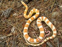 Miami P First Shed-8.jpg