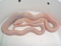 Av Stripe H Fed Himself-2.jpg