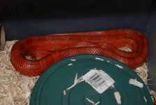 DSC_9162r.jpg