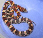 Damian (3) - Copy.JPG