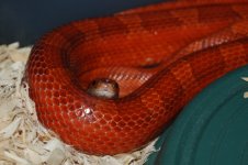 DSC_9163r.jpg
