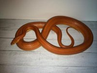 Keagan 555.jpg