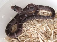 Caolainn2.jpg Caolainn2.jpg