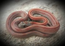 FEMALESTRIPEDBLOOD-2.jpg