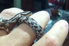 ImageUploadedByTapatalk1410501102.155109.jpg ImageUploadedByTapatalk1410501102.155109.jpg