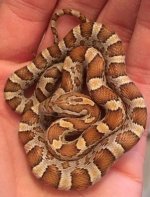 nagini 2.jpg