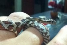 ImageUploadedByTapatalk1410501113.335019.jpg ImageUploadedByTapatalk1410501113.335019.jpg