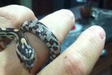 ImageUploadedByTapatalk1410501122.646187.jpg ImageUploadedByTapatalk1410501122.646187.jpg