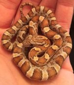 nagini 1.jpg