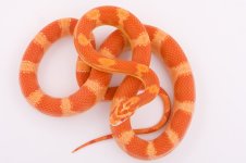 09 Banded Amel Mot.jpg