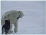 bear2.jpg