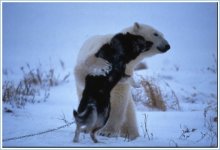 bear3.jpg