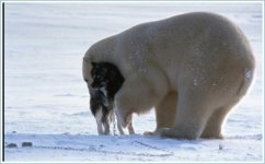 bear4.jpg
