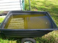 Tadpoles 015.jpg