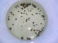 Tadpoles 016.jpg