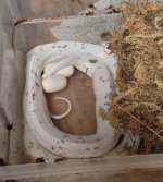 Palmetto Eggs 2 2014.jpg